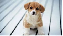 “小銅鈴”更適合哪些狗狗？