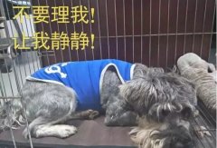 有汪星人的家，還是得需要一個籠子