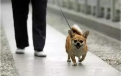 你真會遛狗嗎？-遛狗的過程中需要注意的一些問