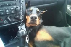 開車載狗雖拉風，背后的安全隱患你又知多少？