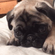 狗狗的一封道歉信，看完我哭了......