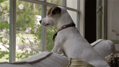 狗狗的十個有趣的小心思，你可一定要知道！