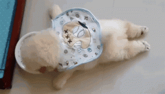 狗狗懶出新境界，只有你想不到，沒有它們做不