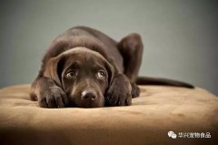 超過半數的狗狗都害怕去寵物店？原因竟是...