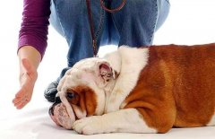 狗狗被主人打后會存有報復(fù)寵主嗎？