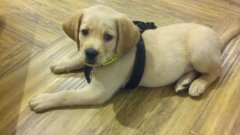 注意！狗狗的這些動作不是撒嬌，而是求助！