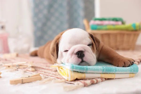 冬天給狗狗梳毛時總有靜電怎么辦？