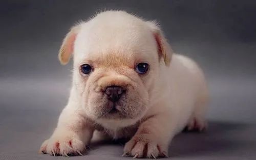 幼犬喂食的5個要點(diǎn)！小狗身體虛弱，主人可要注意了！